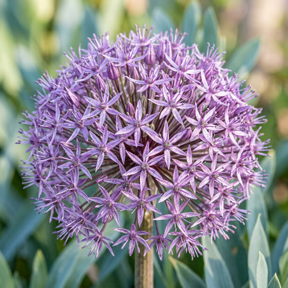 Allium Christophii Flower Seeds for Garden Planting