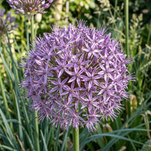 Allium Christophii Flower Seeds for Garden Planting