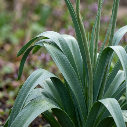 Allium Christophii Flower Seeds for Garden Planting
