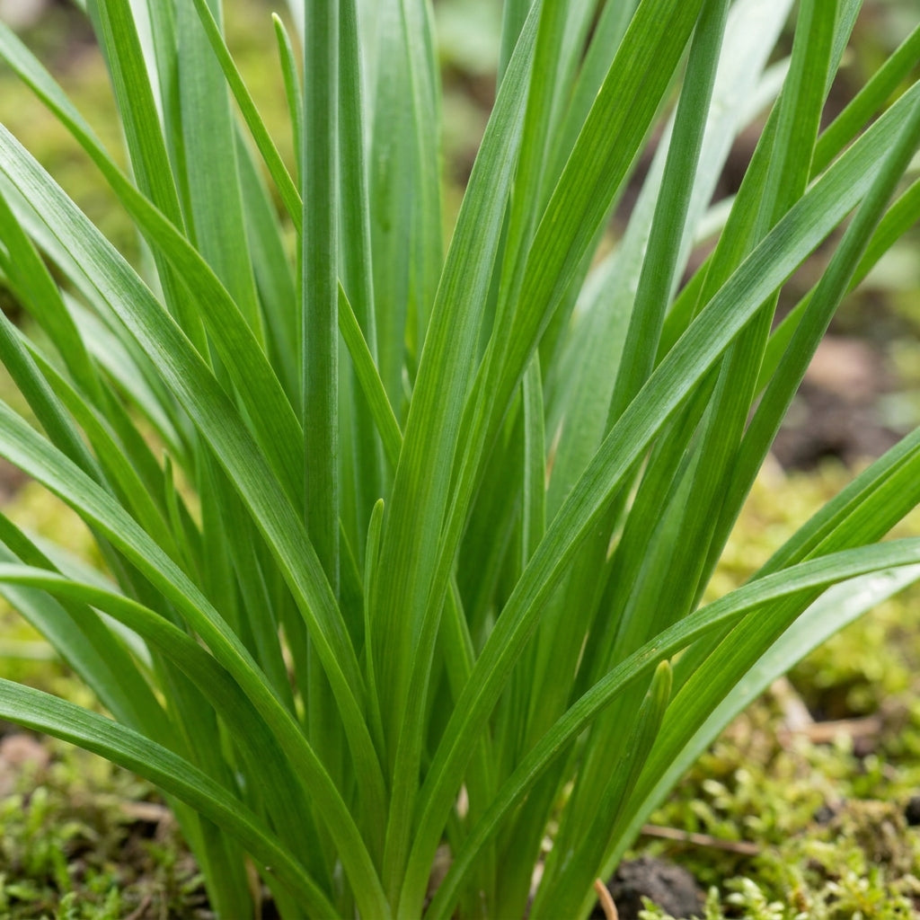 Allium Cyathophorum Var. Farreri Flower Seeds