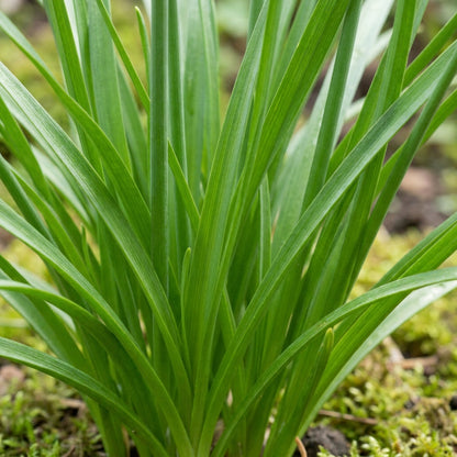 Allium Cyathophorum Var. Farreri Flower Seeds