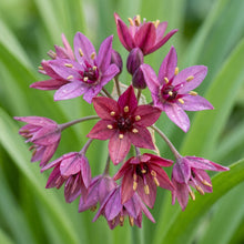 Allium Cyathophorum Var. Farreri Flower Seeds
