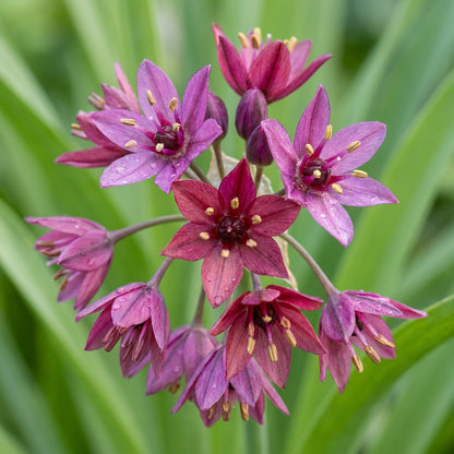 Allium Cyathophorum Var. Farreri Flower Seeds