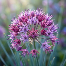 Allium Acutiflorum Flower Seeds For Planting
