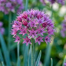 Allium Acutiflorum Flower Seeds For Planting