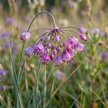 Allium Carinatum Subsp. Pulchellum Flower Seeds For Planting