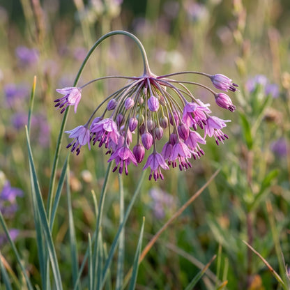 Allium Carinatum Subsp. Pulchellum Flower Seeds For Planting