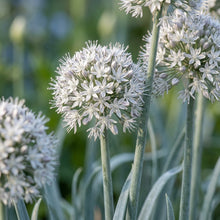 Allium Basalticum Silver Flower Seeds For Planting