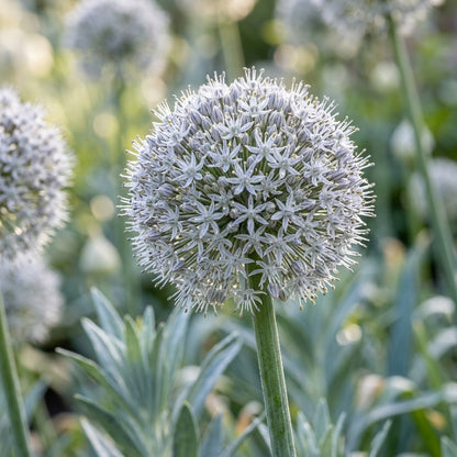 Allium Basalticum Silver Flower Seeds For Planting