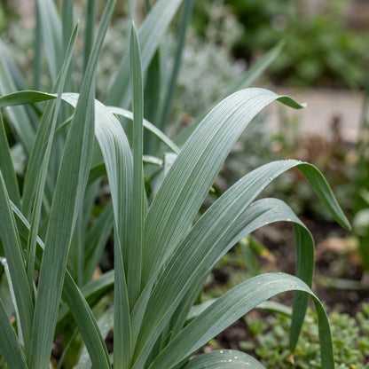 Allium Basalticum Silver Flower Seeds For Planting