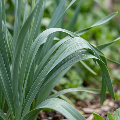 Allium Carinatum Subsp. Pulchellum Flower Seeds For Planting