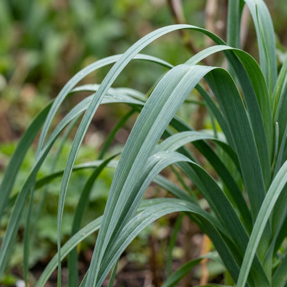 Allium Carinatum Pulchellum Album Flower Seeds For Planting