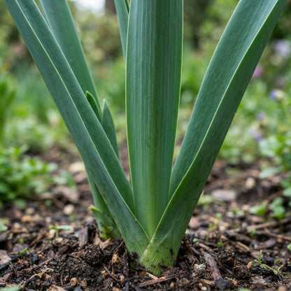 Allium giganteum 'Bella' Flower Seeds for Planting