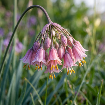 Allium Insubricum Flower Seeds for Garden Planting