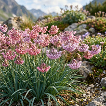 Allium Insubricum Flower Seeds for Garden Planting