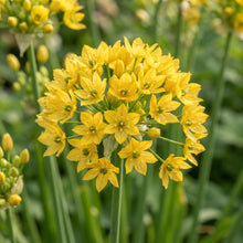 Allium moly Flower Seeds for Planting