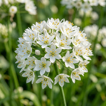 Allium Neapolitanum Flower Seeds