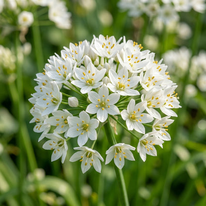 Allium Neapolitanum Flower Seeds