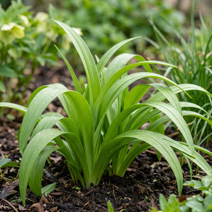 Allium Neapolitanum Flower Seeds