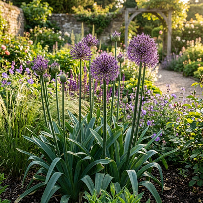 Allium Christophii Flower Seeds for Garden Planting