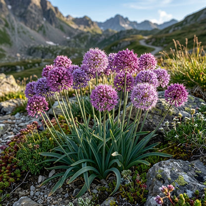 Allium Winklerianum Flower Seeds for Garden Planting