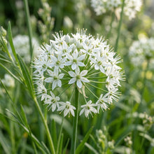 Allium Ramosum Flower Seeds for Garden Planting