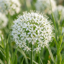 Allium Ramosum Flower Seeds for Garden Planting