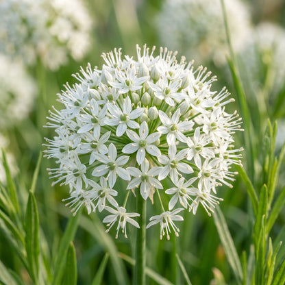Allium Ramosum Flower Seeds for Garden Planting