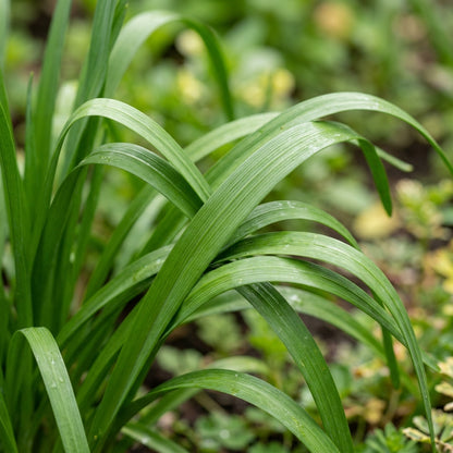 Allium Ramosum Flower Seeds for Garden Planting