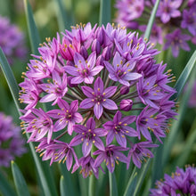 Allium Winklerianum Flower Seeds for Garden Planting