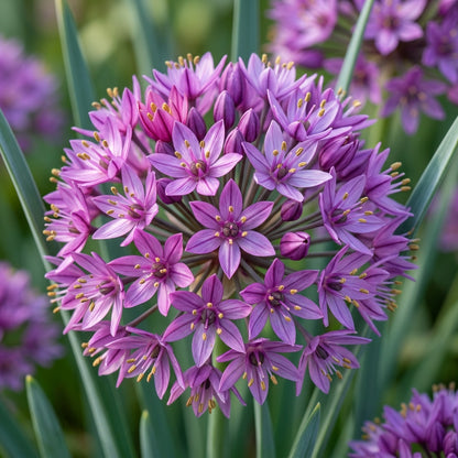 Allium Winklerianum Flower Seeds for Garden Planting