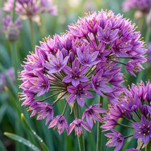 Allium Winklerianum Flower Seeds for Garden Planting