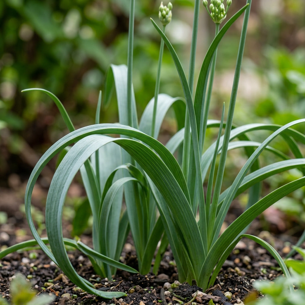 Allium Winklerianum Flower Seeds for Garden Planting