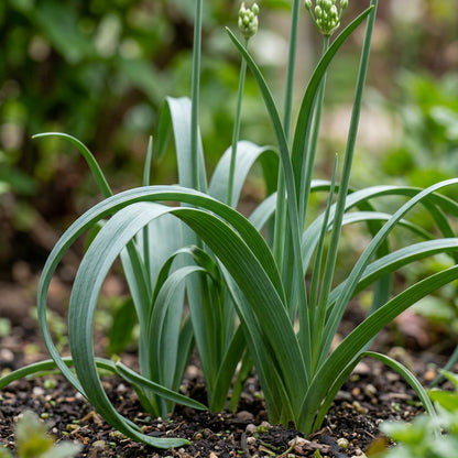 Allium Winklerianum Flower Seeds for Garden Planting