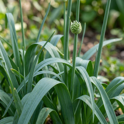 Allium Winklerianum Flower Seeds for Garden Planting