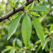 Almond Tree (Badam) Seeds for Planting