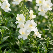 Alonsoa Albiflora Flower Seeds for Garden Planting