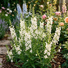 Alonsoa Albiflora Flower Seeds for Garden Planting