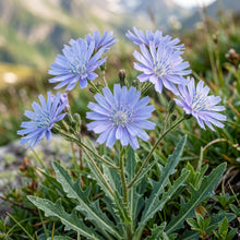 Lactuca Plumieri Alpine Flower Seeds For Planting