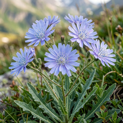 Lactuca Plumieri Alpine Flower Seeds For Planting