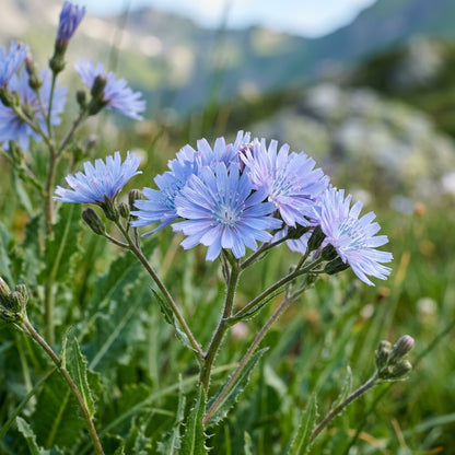 Lactuca Plumieri Alpine Flower Seeds For Planting