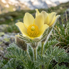 Pulsatilla Alpina Apiifolia Flower Seeds
