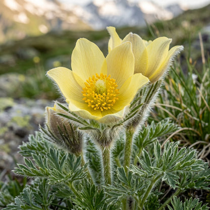 Pulsatilla Alpina Apiifolia Flower Seeds