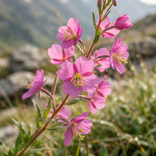 Epilobium fleischeri Flower Seeds for Planting