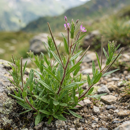 Epilobium fleischeri Flower Seeds for Planting