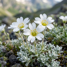 Cerastium Alpinum Lanatum Flower Seeds For Planting
