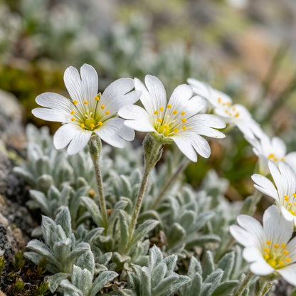 Cerastium Alpinum Lanatum Flower Seeds For Planting