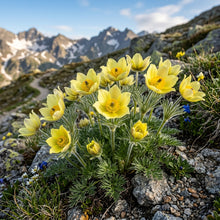 Pulsatilla Alpina Apiifolia Flower Seeds