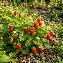Alpine Alexandria Strawberry Seeds for Planting