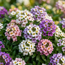 Alyssum F1 'Magic Circle Mix' Flower Seeds for Planting